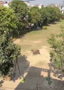 सर छोटू राम इंजीनियरिंग कॉलेज के पास नाले में दिखा हिरण सर छोटू राम इंजीनियरिंग कॉलेज के पास नाले में दिखा हिरण