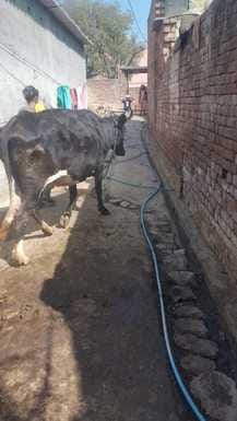 झिंझाना के गांव पत्नी परतापुर में उखड़ी पडी सड़क l संवाद झिंझाना के गांव पत्नी परतापुर में उखड़ी पडी सड़क l संवाद
