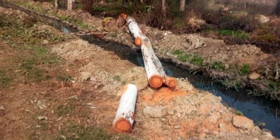 18जेएनडी02-रेलवे लाइन के किनारे अज्ञात ने काटे गए पेड़। स्रोत विभाग