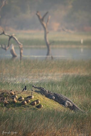 प्रवासी पक्षी