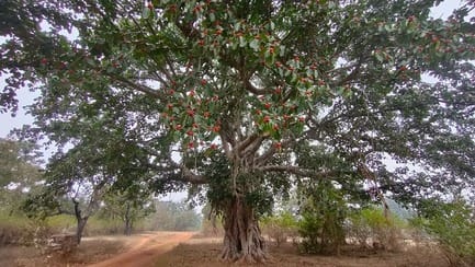 प्रवासी पक्षी
