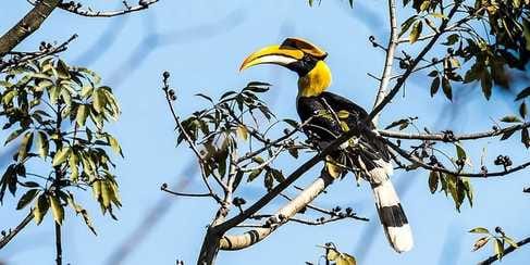 धनगढ़ी के एक ताल में विचरण करते जलपक्षी। फाइल फोटो