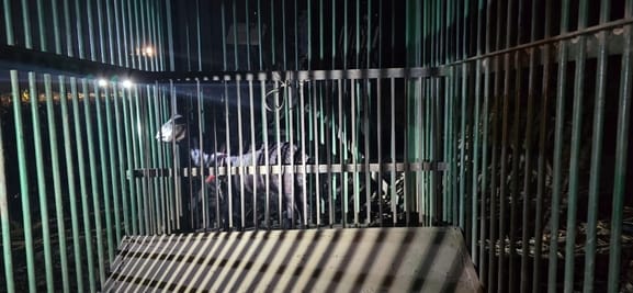 सुल्तानपुर गांव के पास मंडराता बाघ। स्रोत-ग्रामीण। सुल्तानपुर गांव के पास मंडराता बाघ। स्रोत-ग्रामीण।