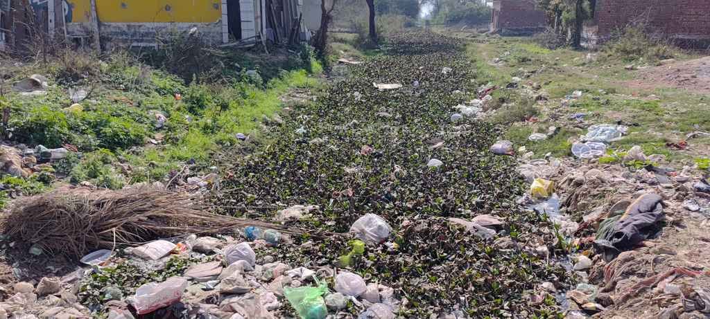 शहर के वार्ड-11 के क्षेत्र में ड्रेन में फैली गंदगी। संवाद