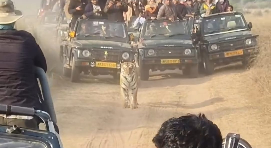 पिपरा टोला के पास अपने दो शावको को जंगल की बारीकियां सिखाती दिखी पीटीआर की फेमस बाघिन-141, पर्य