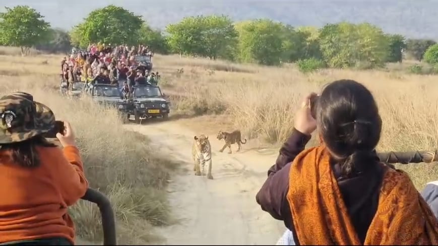 पिपरा टोला के पास अपने दो शावको को जंगल की बारीकियां सिखाती दिखी पीटीआर की फेमस बाघिन-141, पर्य