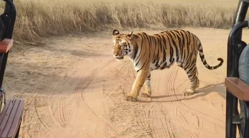 पिपरा टोला के पास अपने दो शावको को जंगल की बारीकियां सिखाती दिखी पीटीआर की फेमस बाघिन-141, पर्य