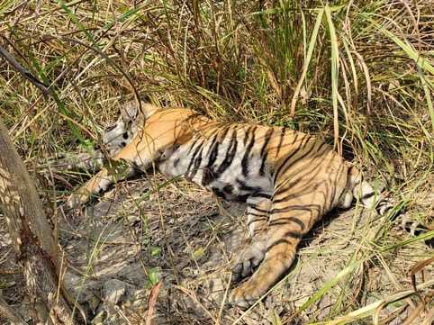 पलिया के बसंतापुर के पास देखा गया बाघ। स्रोत वीडियो ग्रैब पलिया के बसंतापुर के पास देखा गया बाघ। स्रोत वीडियो ग्रैब