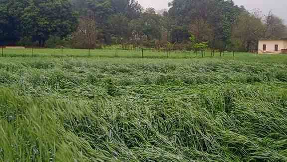 ऊना में बारिश के बीच गंतव्य की ओर जाती युवतियां। संवाद ऊना में बारिश के बीच गंतव्य की ओर जाती युवतियां। संवाद