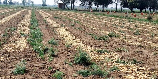 बारिश और ओलावृष्टि से खेतों में गिरी गेहूं की फसल। संवाद बारिश और ओलावृष्टि से खेतों में गिरी गेहूं की फसल। संवाद