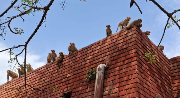 03जेएनडी23: नागरिक अस्पताल से बंदर पकड़कर ले जाते ठेकेदार के कर्मचारी। स्वास्थ्य कर्मी