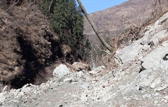 हाइड्रो प्रोजेक्ट की डैम साइट के लिए बनाई सड़क के कार क्षतिग्रस्त हुए पेड़। -संवाद