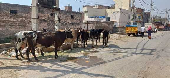 अंबाला छावनी के सनातन धर्म स्कूल के पास सड़क के दोनों तरफ खड़े बेसहारा गोवंश। संवाद
