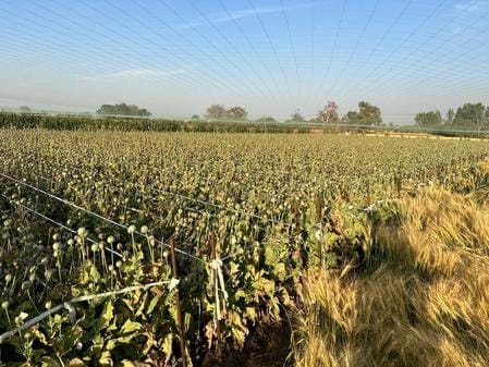 चित्तौड़गढ़ जिले में बिना लाइसेंस अफीम बुवाई के मामले में कार्यवाही के लिए पहुंची नारकोटिक्स की