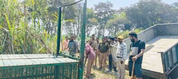 संपूर्णानगर के गांधीनगर में बाघ की सूचना पर पहुंची टीम। संवाद संपूर्णानगर के गांधीनगर में बाघ की सूचना पर पहुंची टीम। संवाद