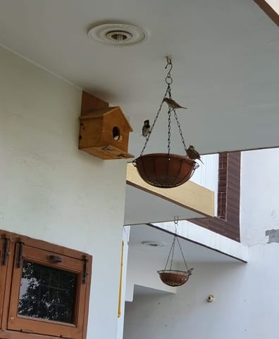 फोटो 30- सोनीपत के सैक्टर-23 स्थित ट्रीमैन देवेंद्र सूरा के घर की दीवारों पर लगाए गए लकड़ी के घ