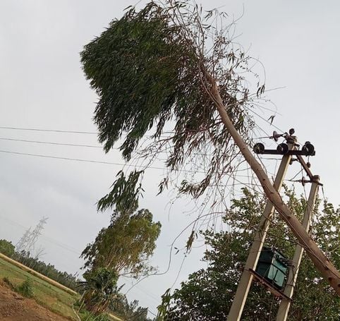 बारिश के बाद गेहूं की फसल को दिखाता किसान। संवाद बारिश के बाद गेहूं की फसल को दिखाता किसान। संवाद