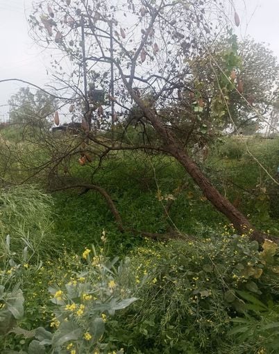 बारिश के बाद गेहूं की फसल को दिखाता किसान। संवाद बारिश के बाद गेहूं की फसल को दिखाता किसान। संवाद