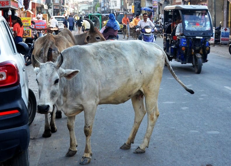 मदनापुर के ग्राम सिकंदरपुर कलां के पास सड़क पर घूमते छुट्टा पशु। संवाद मदनापुर के ग्राम सिकंदरपुर कलां के पास सड़क पर घूमते छुट्टा पशु। संवाद