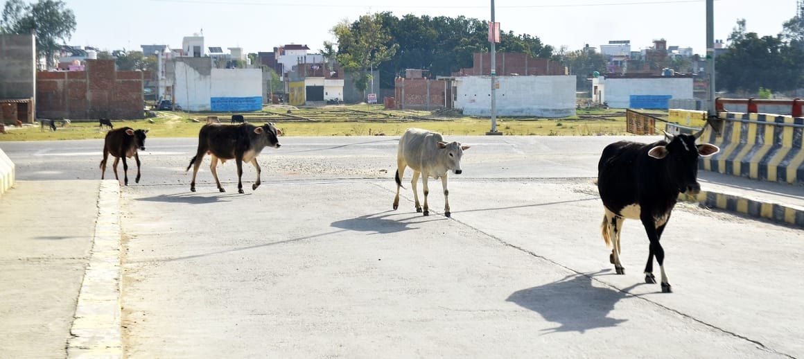मदनापुर के ग्राम सिकंदरपुर कलां के पास सड़क पर घूमते छुट्टा पशु। संवाद मदनापुर के ग्राम सिकंदरपुर कलां के पास सड़क पर घूमते छुट्टा पशु। संवाद