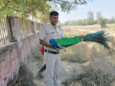 फोटो 38: सोनीपत के गन्नौर में तिरंगे में लपेटकर मोर का अंतिम संस्कार करते होमगार्ड अजीत। स्रोत: फोटो 38: सोनीपत के गन्नौर में तिरंगे में लपेटकर मोर का अंतिम संस्कार करते होमगार्ड अजीत। स्रोत: