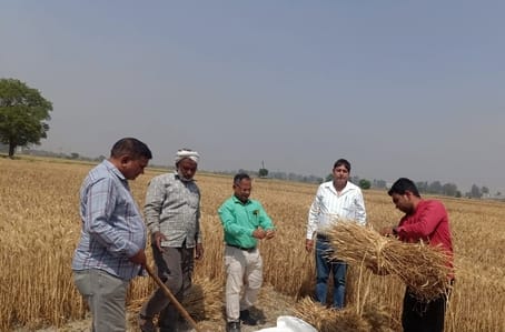 फोटो :07: सोनीपत के गांव सनपेड़ा में क्रॉप कटिंग कराते कृषि अधिकारी। स्रोत कृषि विभाग