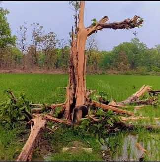 अमीर नगर क्षेत्र में जलते गेहूं के खेत। संवाद अमीर नगर क्षेत्र में जलते गेहूं के खेत। संवाद