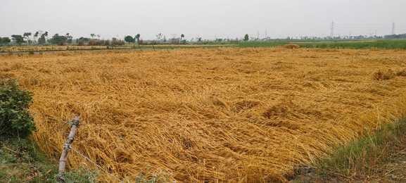 खेत में कटी पड़ी गेहूं की फसल। संवाद खेत में कटी पड़ी गेहूं की फसल। संवाद