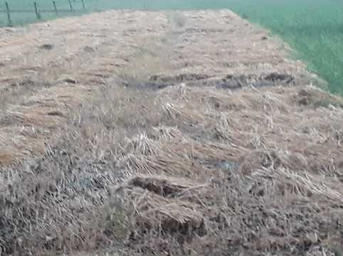 खेत में कटी पड़ी गेहूं की फसल। संवाद खेत में कटी पड़ी गेहूं की फसल। संवाद