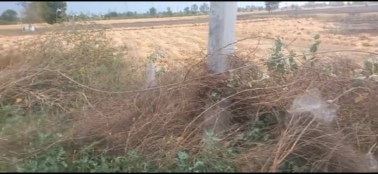 फोटो 27: सोनीपत के गांव मलिकपुर के पास पॉलिथीन के ढेर में लगी आग के बाद उठता धुआं। संवाद फोटो 27: सोनीपत के गांव मलिकपुर के पास पॉलिथीन के ढेर में लगी आग के बाद उठता धुआं। संवाद