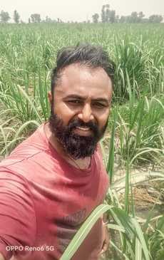 पलिया क्षेत्र में आंधी पानी से खराब हुई गेहूं की फसल। संवाद पलिया क्षेत्र में आंधी पानी से खराब हुई गेहूं की फसल। संवाद