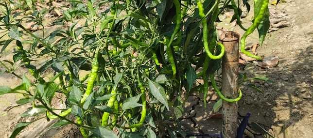 किसान राम चौधरी अपनी खेती दिखाते किसान राम चौधरी अपनी खेती दिखाते