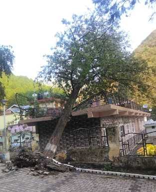 नाहन के कच्चा टैंक में एमईएस मंदिर के पास वाहन पर गिरा आम का पेड़। संवाद