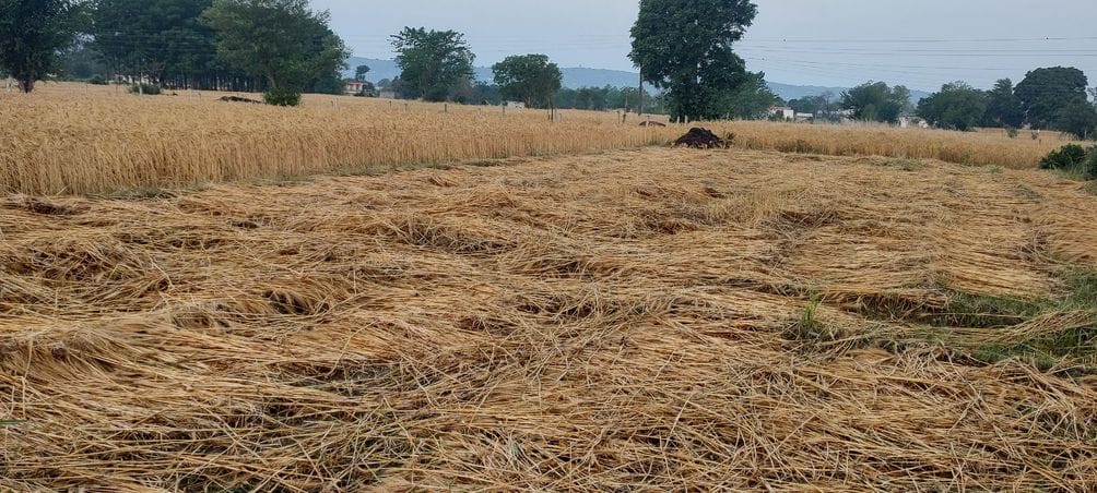 अंब क्षेत्र में आंधी तूफान से टूटकर नीचे गिरा हुआ बिजली का खंबा।संवाद अंब क्षेत्र में आंधी तूफान से टूटकर नीचे गिरा हुआ बिजली का खंबा।संवाद