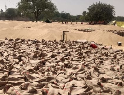 फोटो 05. सोनीपत के गांव सनपेड़ा में खरीद केंद्र के पास खेत में ट्राली से गेहूं उतारते मजदूर। सं फोटो 05. सोनीपत के गांव सनपेड़ा में खरीद केंद्र के पास खेत में ट्राली से गेहूं उतारते मजदूर। सं