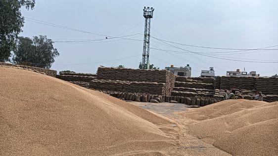 फोटो 05. सोनीपत के गांव सनपेड़ा में खरीद केंद्र के पास खेत में ट्राली से गेहूं उतारते मजदूर। सं फोटो 05. सोनीपत के गांव सनपेड़ा में खरीद केंद्र के पास खेत में ट्राली से गेहूं उतारते मजदूर। सं