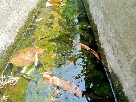 जिला अस्पताल के इमजरेंसी वार्ड के पास नाली में जमा गंदगी व बैठे मच्छर। संवाद जिला अस्पताल के इमजरेंसी वार्ड के पास नाली में जमा गंदगी व बैठे मच्छर। संवाद