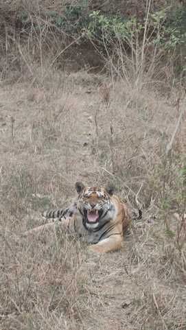 sanjay tiger reserve 
