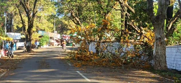 शाहपुर वोह सड़क पर गिरा पेड़। स्रोत: पाठक शाहपुर वोह सड़क पर गिरा पेड़। स्रोत: पाठक
