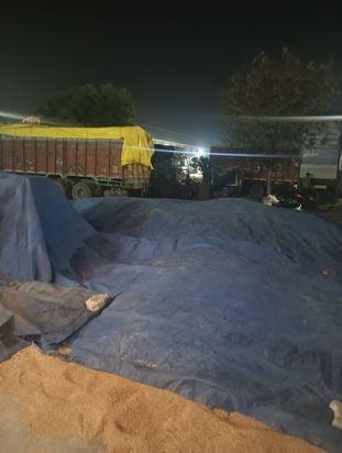 फोटो 30: सोनीपत में शुक्रवार रात को हुई बूंदाबांदी के बीच तिरपाल से ढकी गई गेहूं की फसल। स्रोत फोटो 30: सोनीपत में शुक्रवार रात को हुई बूंदाबांदी के बीच तिरपाल से ढकी गई गेहूं की फसल। स्रोत