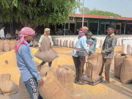 शहर के मंडी समिति परिसर के यूपीएसएस के खरीद केंद्र पर पसरा सन्नाटा   संवाद
