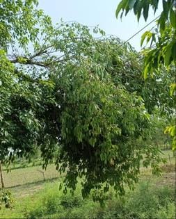 शहर के मोहल्ला पकड़िया में गिरी मकान की दीवार। स्रोत मोहल्ले वासी