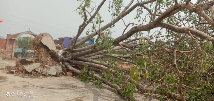 चांदपुर मेें शुक्रवार की रात्रि आई तेज आंधी बारीश में चांदपुर सैंदवार मार्ग पर जड़ से उखड़ा विश