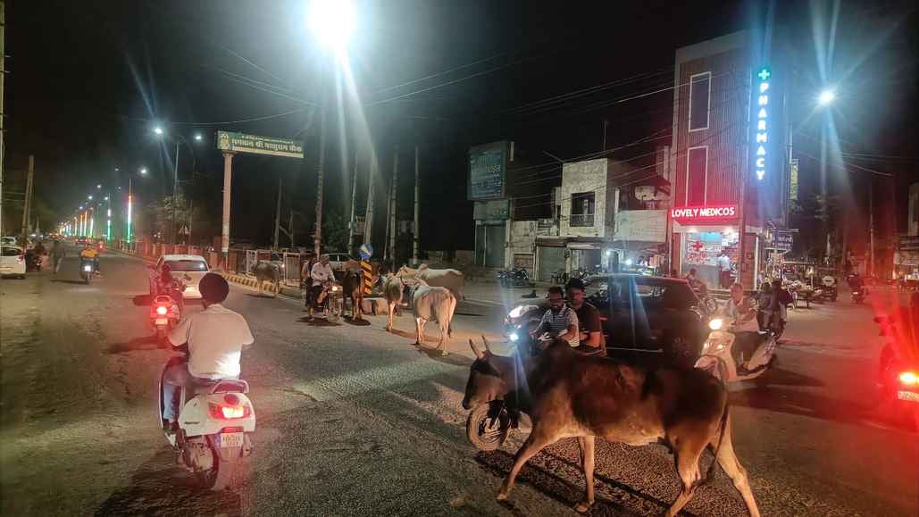 फतेहाबाद के बीघड़ रोड पर रात के समय झुंड बनाकर घूमते बेसहारा पशु। संवाद