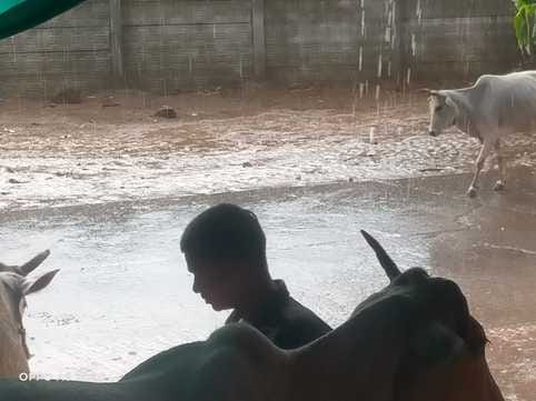 बारिश के साथ गिर रहे ओले