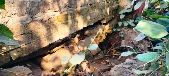 रहमतपुर सरकारी नलकूप का हाल। संवाद रहमतपुर सरकारी नलकूप का हाल। संवाद