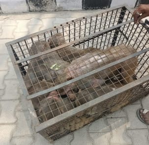 फोटो 22: सोनीपत के खरखौदा शहर में उपमंडल कार्यालय के पीछे से पकड़े गए बंदर। संवाद फोटो 22: सोनीपत के खरखौदा शहर में उपमंडल कार्यालय के पीछे से पकड़े गए बंदर। संवाद