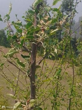 उपमंडल रामपुर की जघोरी और फांचा पंचायत में ओलावृष्टि से तबाह हुई सेब की फसल। संवाद उपमंडल रामपुर की जघोरी और फांचा पंचायत में ओलावृष्टि से तबाह हुई सेब की फसल। संवाद