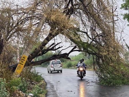 फोटो :17: सोनीपत के सांदल के पास टूटकर सड़क पर गिरे पेड़ से बचकर निकलते बाइक सवार। संवाद फोटो :17: सोनीपत के सांदल के पास टूटकर सड़क पर गिरे पेड़ से बचकर निकलते बाइक सवार। संवाद