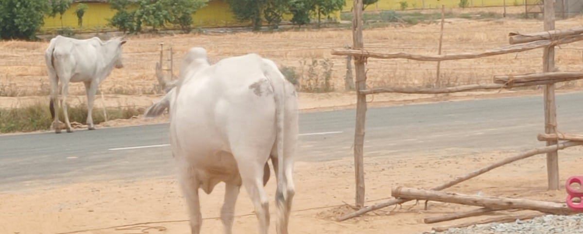 जलालाबाद में हवाई पट्टी से रवाना होता वायु सेना का ट्रक। संवाद जलालाबाद में हवाई पट्टी से रवाना होता वायु सेना का ट्रक। संवाद